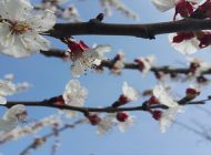 İlk cemre ne zaman düşecek?