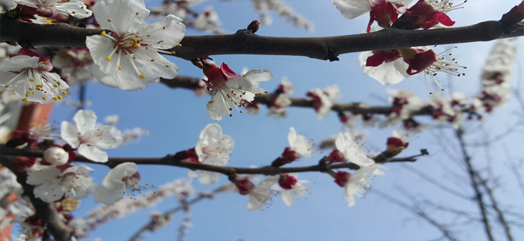 İlk cemre ne zaman düşecek?