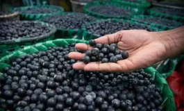 Dünya onu ''süper meyve'' olarak tanıyor! Bilinen en yüksek antioksidan kaynağı: Kanserli hücreleri yüzde 86 oranında öldürüyor