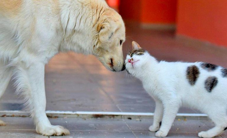 İçimize şeytan kaçtı!