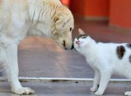 Köpekleri besleyiniz ve politikacıları daha fazla semirtmeyiniz