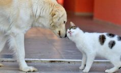 Köpekleri besleyiniz ve politikacıları daha fazla semirtmeyiniz