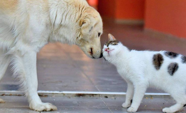 Köpekleri besleyiniz ve politikacıları daha fazla semirtmeyiniz