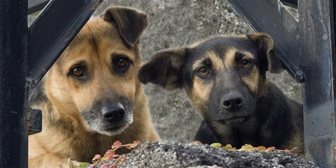 Sokak hayvanları tartışması: 'Köpekler nefret objesine dönüştürüldü'