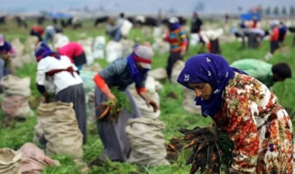 TÜİK: Mevsimlik tarım işçilerinin günlük ücretleri arttı