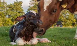 Ahlak Felsefesi Açısından Bir Vejetaryenlik Savunusu: Vejetaryenizmi, Etik Olarak Nasıl Temellendiririz?