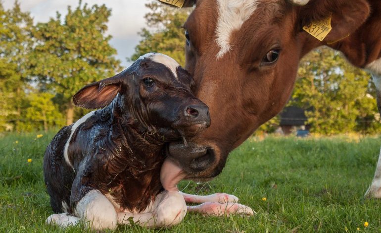 Ahlak Felsefesi Açısından Bir Vejetaryenlik Savunusu: Vejetaryenizmi, Etik Olarak Nasıl Temellendiririz?