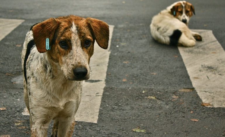 Sokak köpekleri teklifi Meclis’e geliyor: AKP’nin teklifinde ‘uyutma’da geri adım
