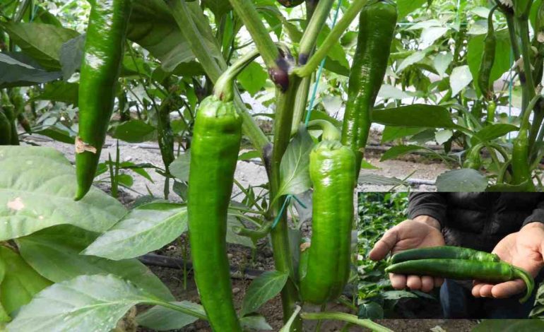 İşte Türkiye’nin en acı biberi: Zayıflatıyor diye talep arttı