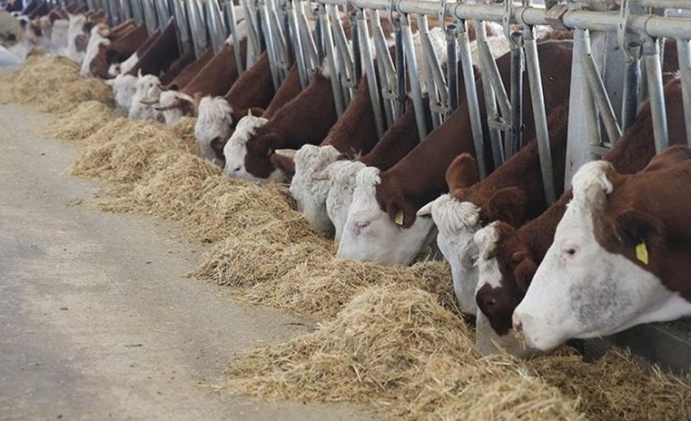 Sütü köylü üretiyor, fiyatı iktidar belirliyor