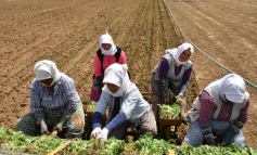 Diyarbakır’da derinleşen tarım krizi ve çiftçilerin borçları Meclis gündeminde