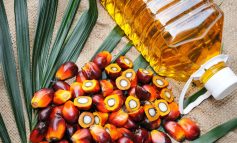 Palm Yağı İnsan Sağlığına Zararlı mıdır? Hangi Besinler Palm Yağı İçerir?