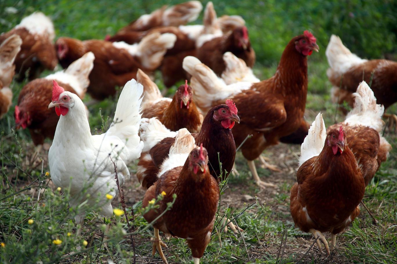 Tayland’da çiftçiler bronşiti önlemek için tavukları kenevirle besliyor