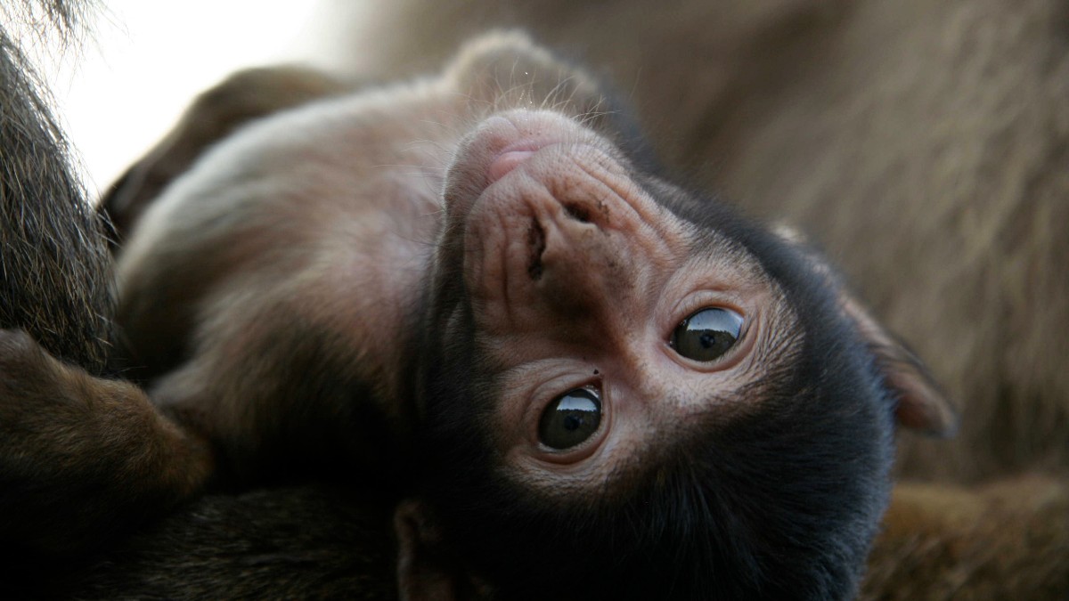 İnsanın Yaşayan En Yakın Akrabaları: Primat Nedir?