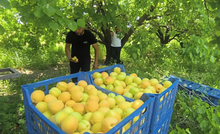 Malatya’yı zirai don vurdu: Iğdır’da verimli kayısı sezonu