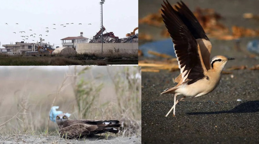 Göçmen kuşlar, depremin yıktığı Hatay'da