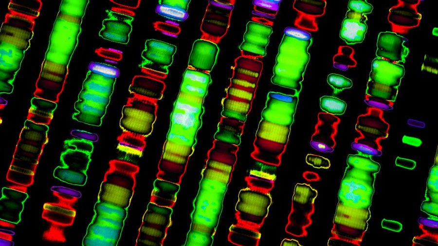 İnsan Genomu İlk Defa Eksiksiz Olarak Dizilendi!