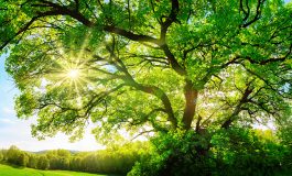 ''Müslümanlar İçin Çevrecilik Allah’ın “Ayetler”i İçin Koymuş Olduğu “Sunnetu’llah”a Saygıdan İbaret Bir İbadettir''