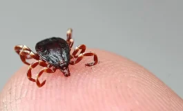 Kene kâbusu devam ediyor: 2 acı haber daha geldi!