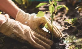 Bitki yetiştirmek beyne iyi geliyor, stresi azaltıyor!