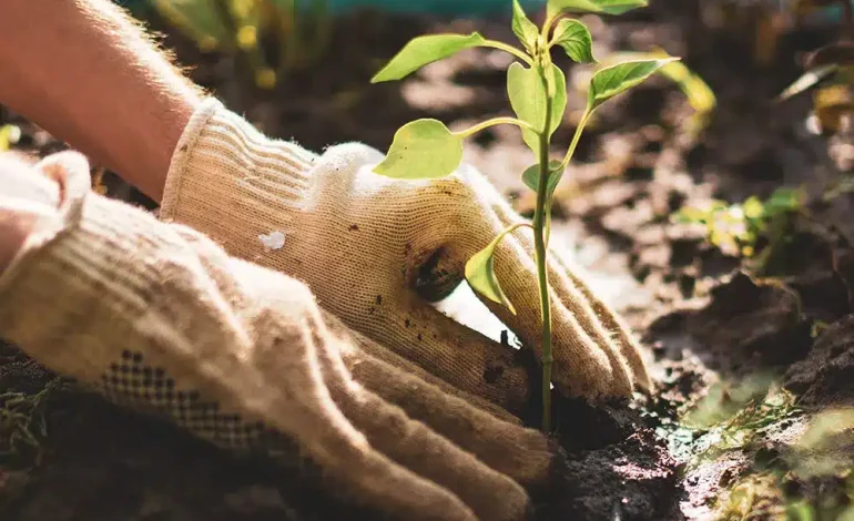 Bitki yetiştirmek beyne iyi geliyor, stresi azaltıyor!