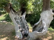 Kökünden çürümüş ağaç...