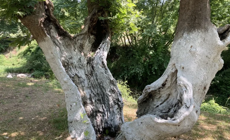 Kökünden çürümüş ağaç…