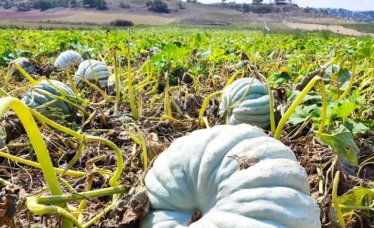 ‘Terörsüz Türkiye’nin kabağı
