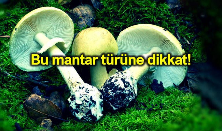 Mantar zehirlenmesi belirtileri neler? En zehirli mantar türü hangisi?