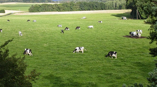 Mera yoksa ot, ot yoksa ucuz et yok Mera yoksa ot, ot yoksa ucuz et yok