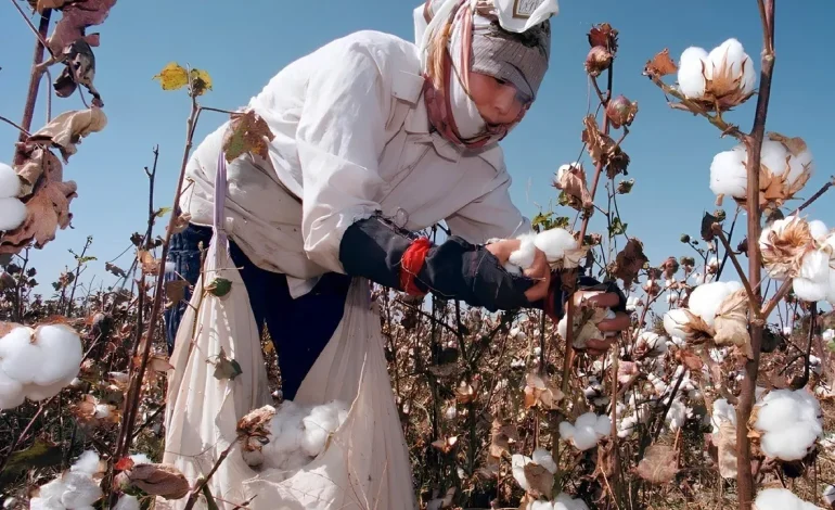 Pamuk üreticileri zorda sanayici rekabet edemiyor