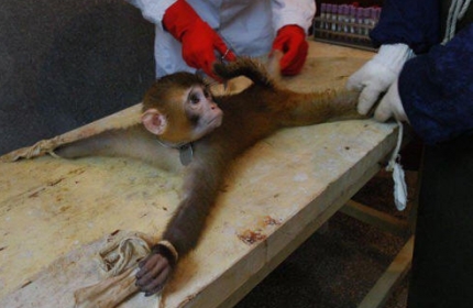 Kara Şövalye Katliamı: Dirikesim Bağlantısı…