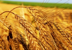 Dünyada şeker ve buğday fiyatları artıyor