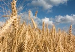 İthal Buğdaya Kapı mı Açılıyor?