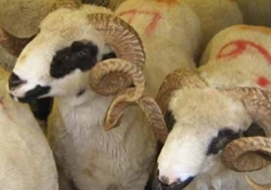 Kasaplık koyun ithalatına da izin veriliyor!