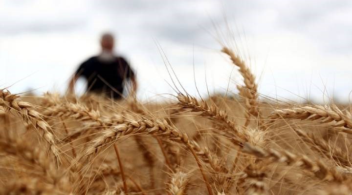Türkiye’nin ‘alternatif’ olarak gördüğü Hindistan, buğday ihracatını yasakladı