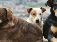 Valilik sokak köpeklerinin beslenilmesini yasakladı