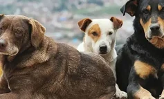 Valilik sokak köpeklerinin beslenilmesini yasakladı