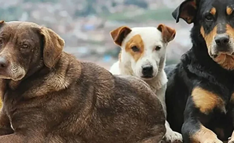 Valilik sokak köpeklerinin beslenilmesini yasakladı